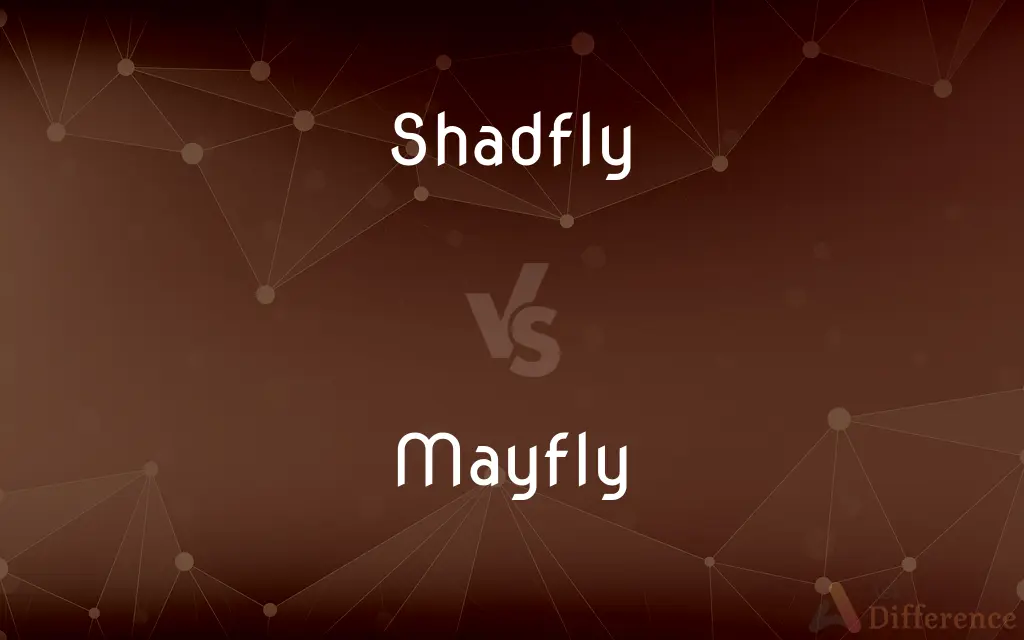 Shadfly vs. Mayfly — What's the Difference?