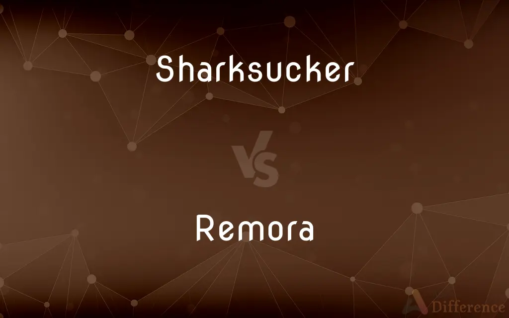 Sharksucker vs. Remora — What's the Difference?