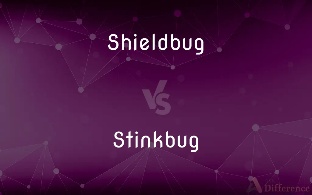 Shield Bug vs. Stink Bug — What's the Difference?