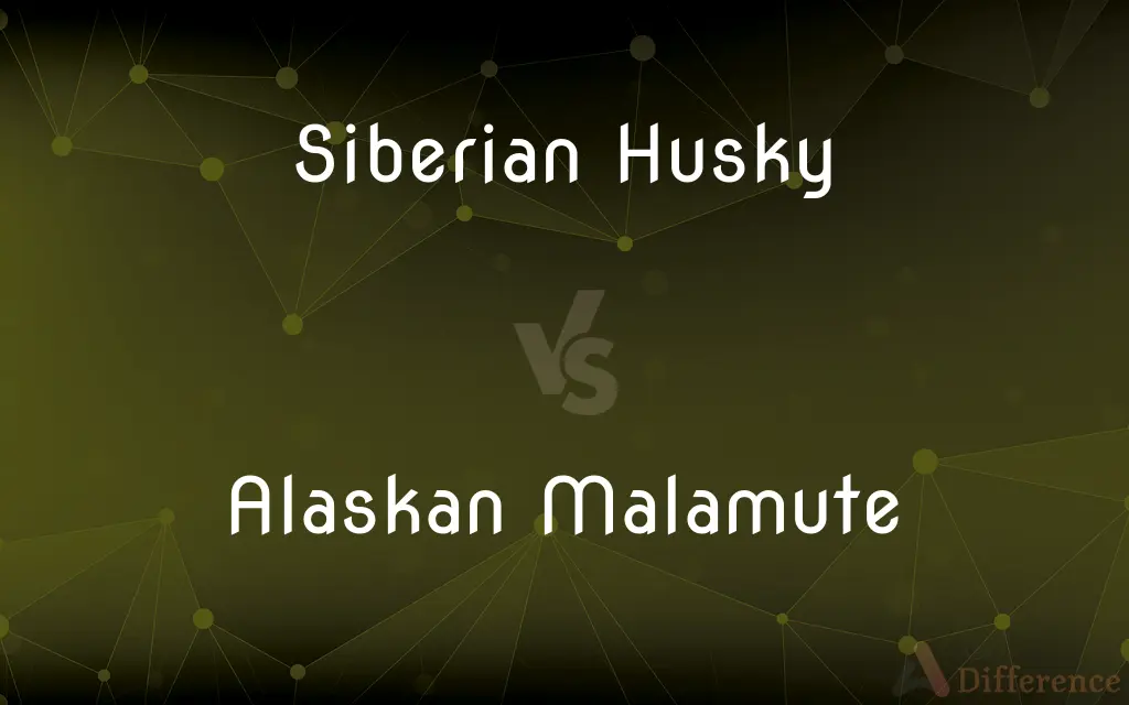 Siberian Husky vs. Alaskan Malamute — What's the Difference?