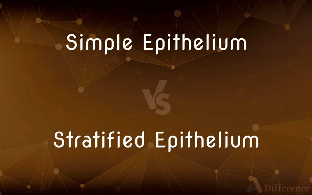 Simple Epithelium vs. Stratified Epithelium — What's the Difference?