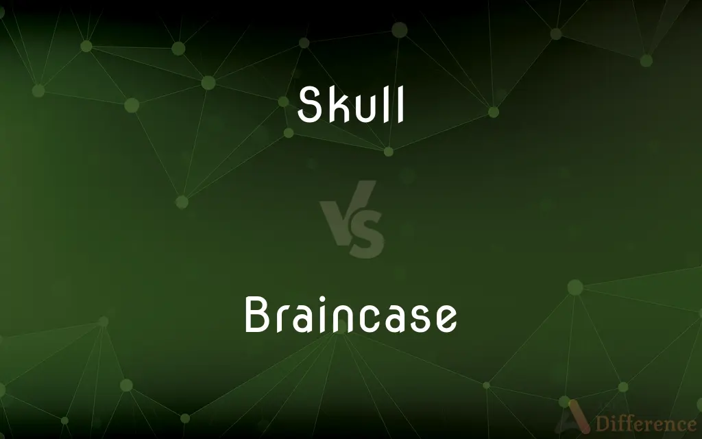 Skull vs. Braincase — What's the Difference?