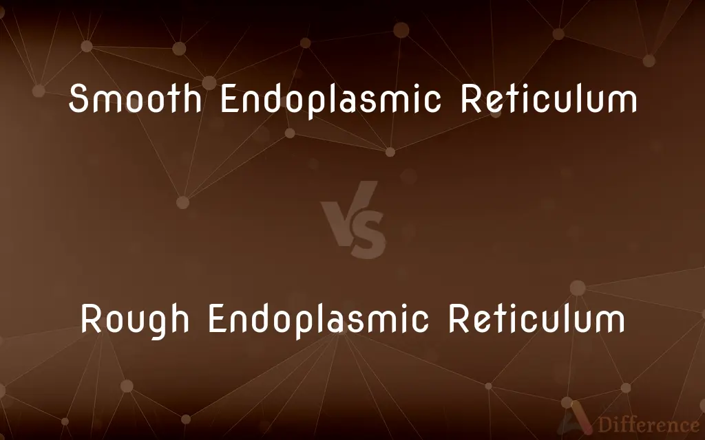 Smooth Endoplasmic Reticulum vs. Rough Endoplasmic Reticulum — What's the Difference?