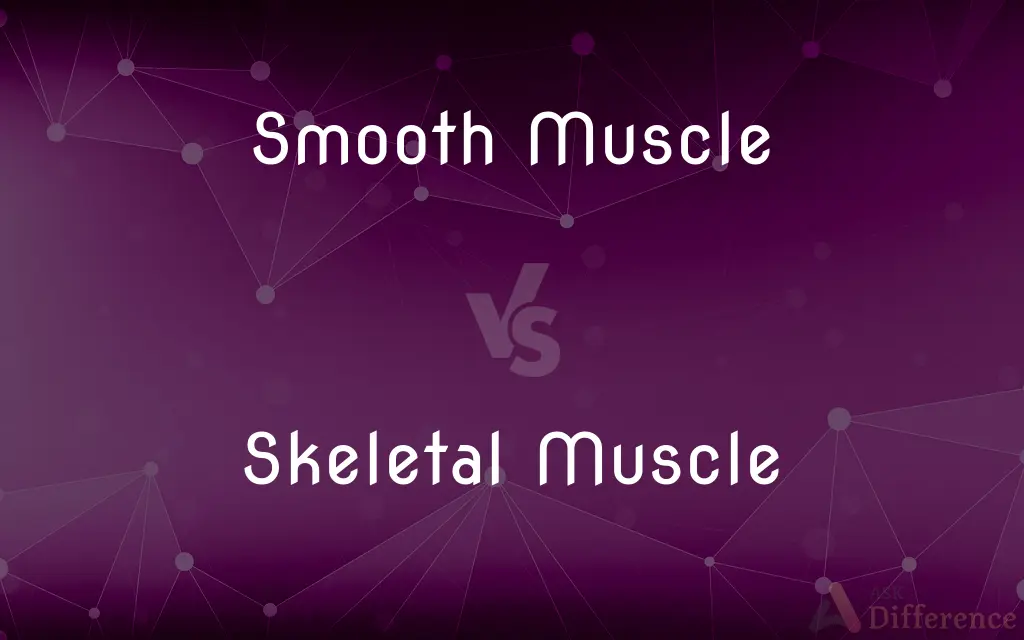 Smooth Muscle vs. Skeletal Muscle — What's the Difference?
