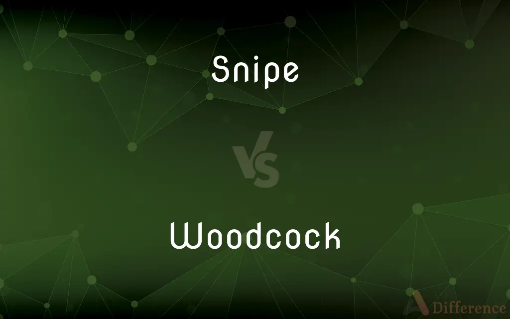 Snipe vs. Woodcock — What's the Difference?