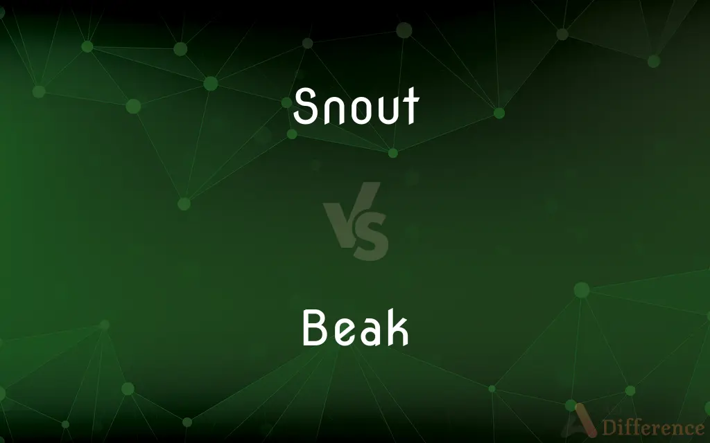 Snout vs. Beak — What's the Difference?