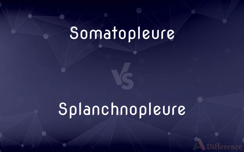 Somatopleure vs. Splanchnopleure — What's the Difference?