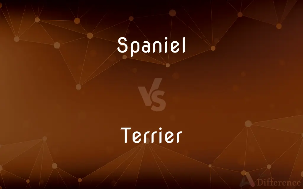 Spaniel vs. Terrier — What's the Difference?