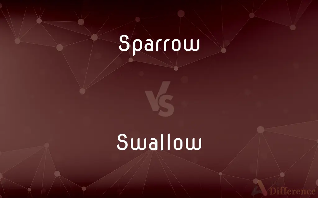 Sparrow vs. Swallow — What's the Difference?