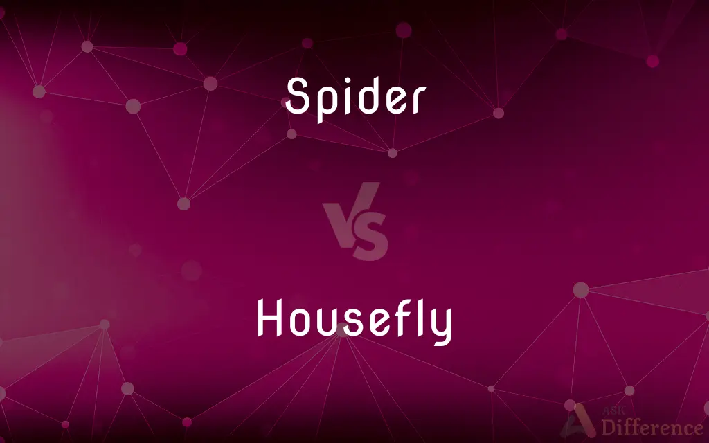 Spider vs. Housefly — What's the Difference?