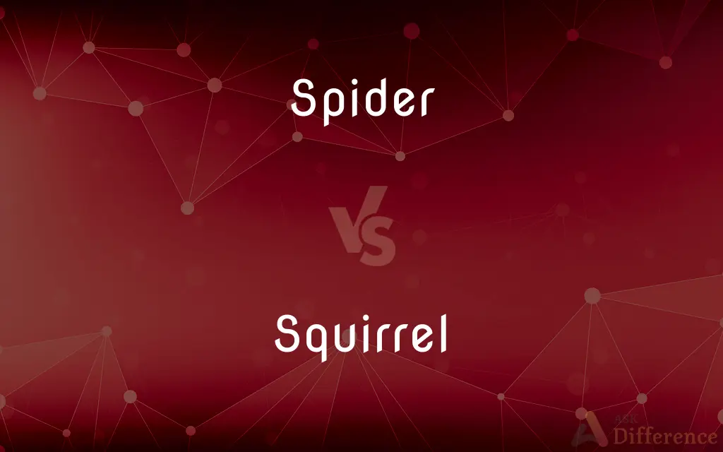 Spider vs. Squirrel — What's the Difference?