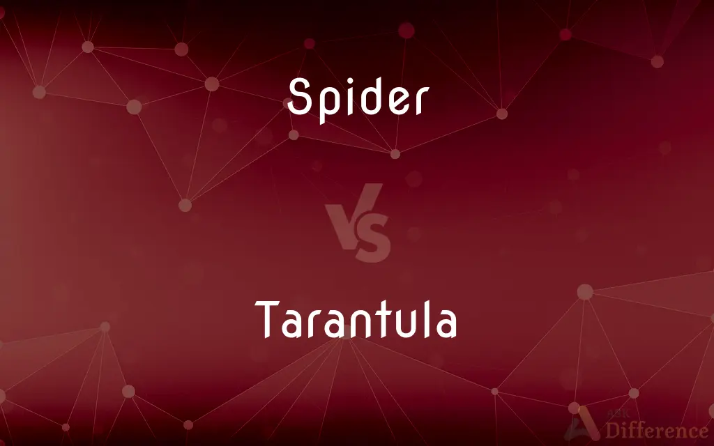 Spider vs. Tarantula — What's the Difference?
