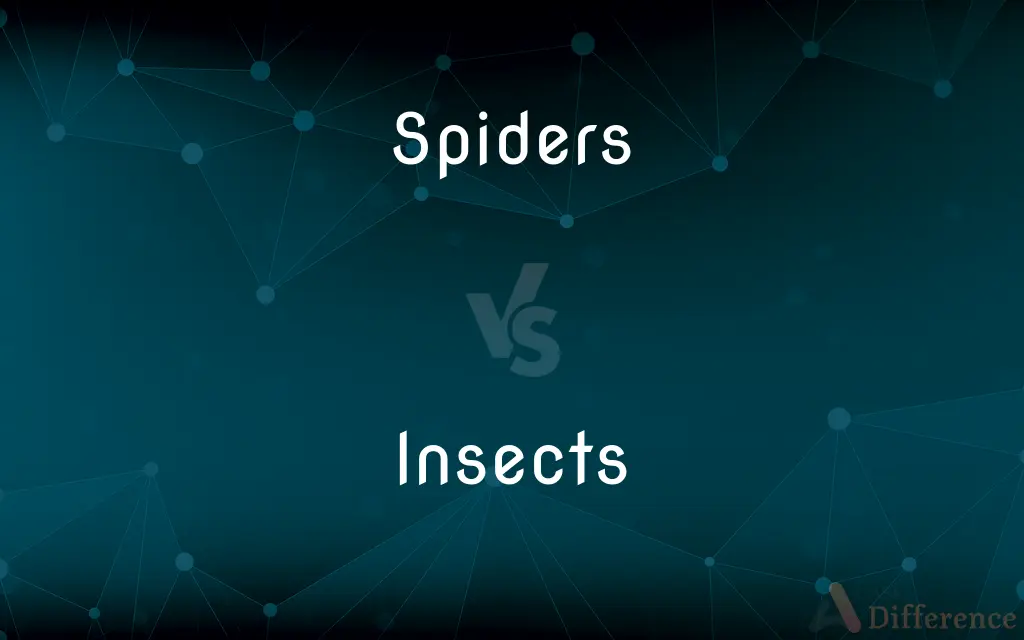 Spiders vs. Insects — What's the Difference?