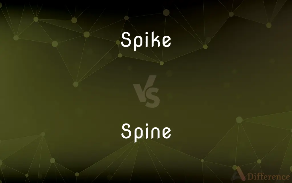 Spike vs. Spine — What's the Difference?