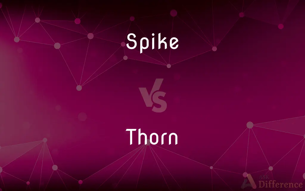 Spike vs. Thorn — What's the Difference?