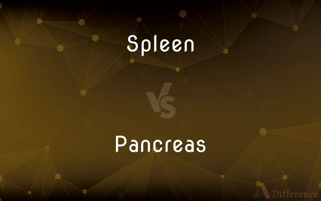 Spleen vs. Pancreas — What's the Difference?