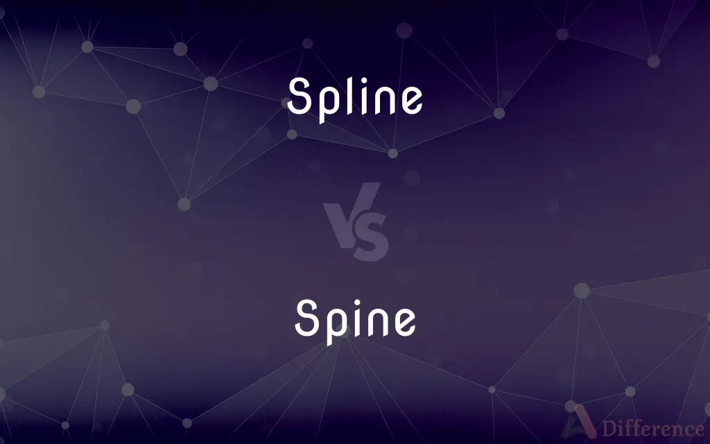 Spline vs. Spine — What's the Difference?