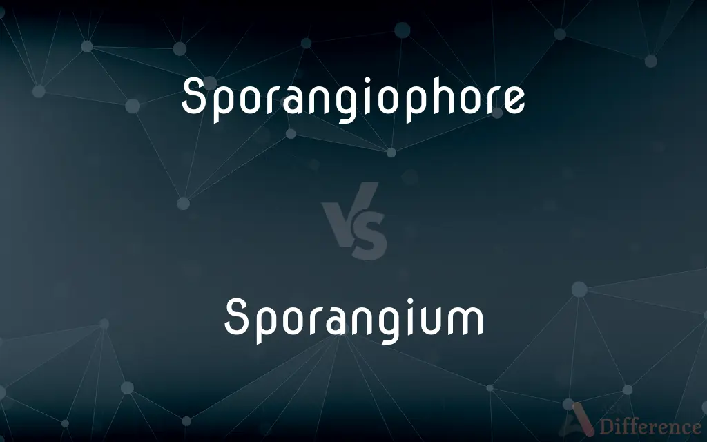 Sporangiophore vs. Sporangium — What's the Difference?
