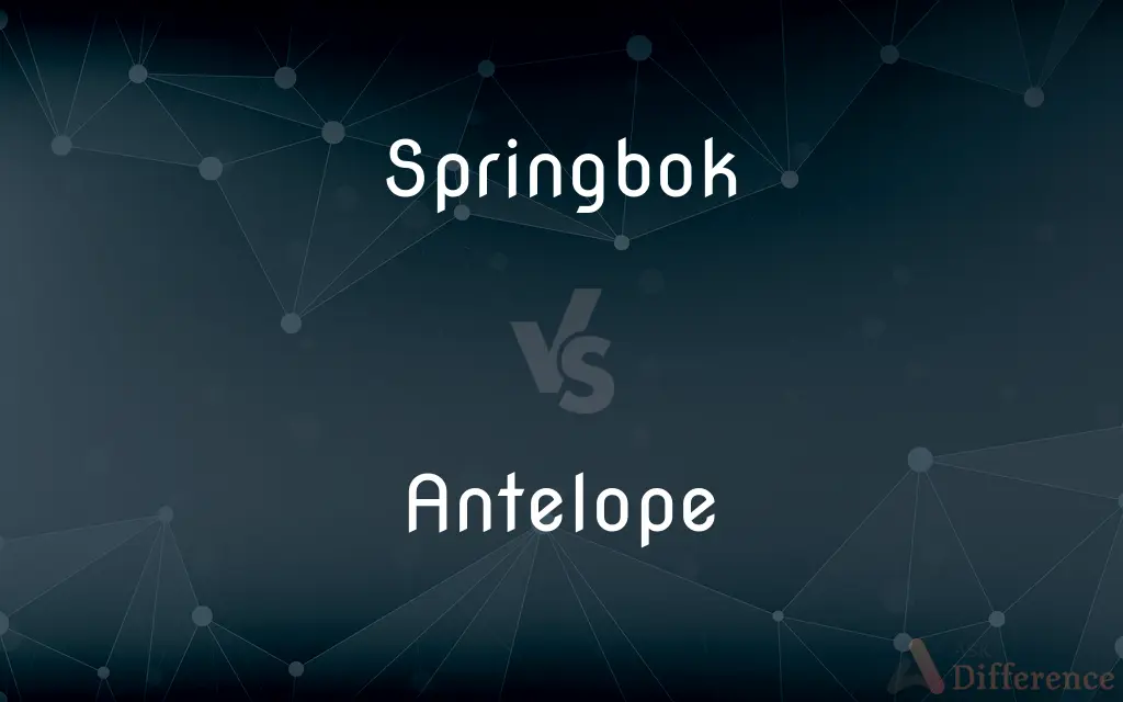 Springbok vs. Antelope — What's the Difference?
