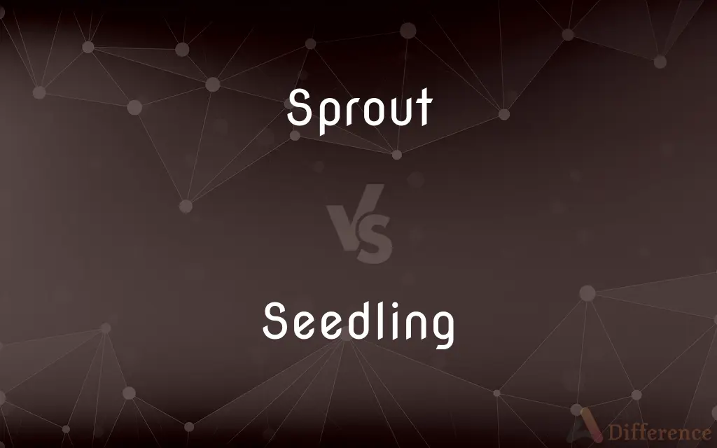 Sprout vs. Seedling — What's the Difference?