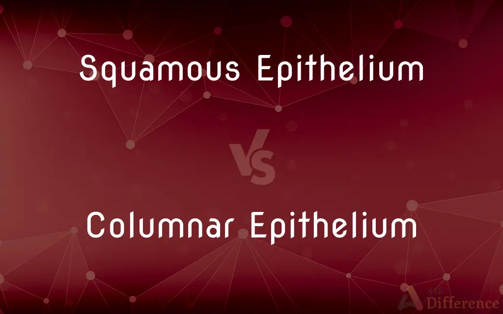 Squamous Epithelium vs. Columnar Epithelium — What's the Difference?