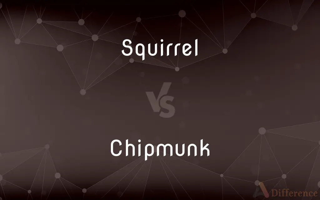 Squirrel vs. Chipmunk — What's the Difference?