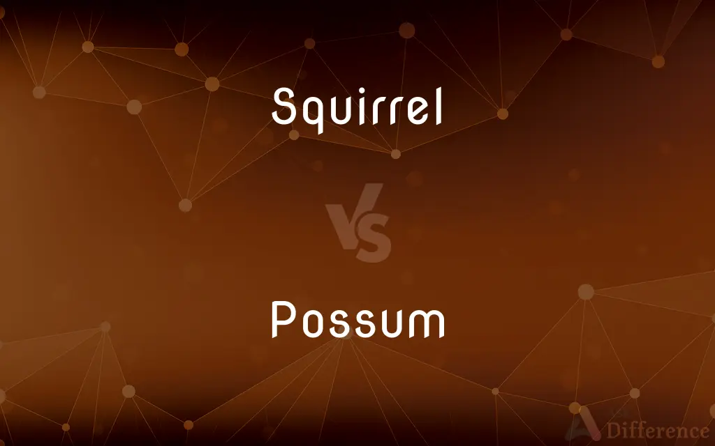Squirrel vs. Possum — What's the Difference?