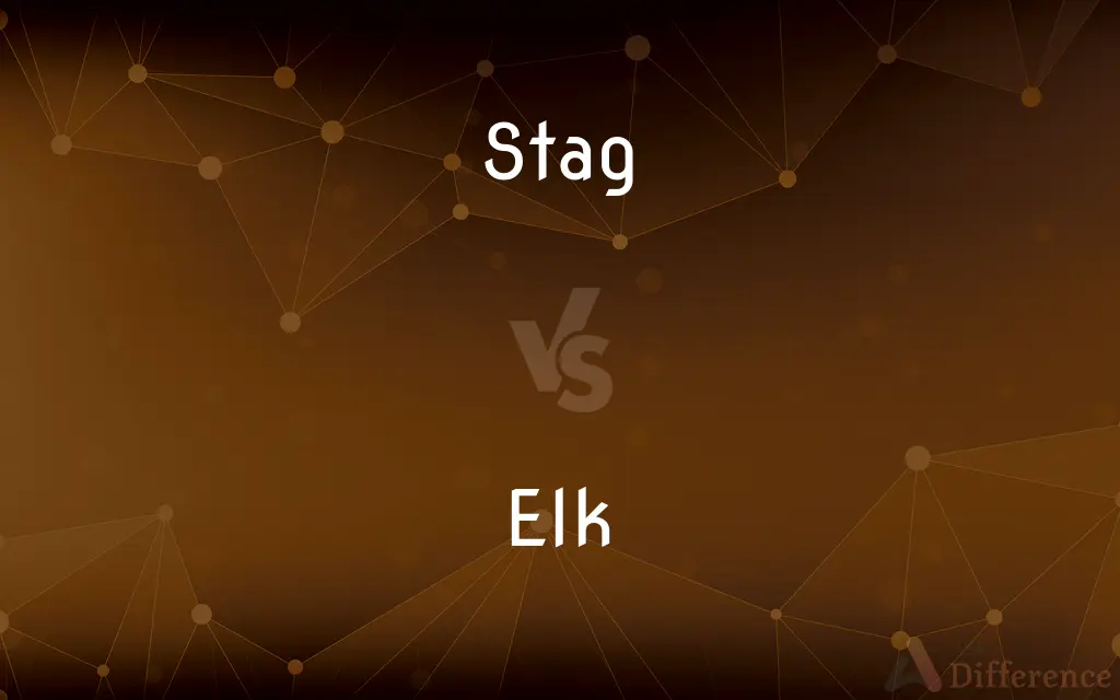 Stag vs. Elk — What's the Difference?