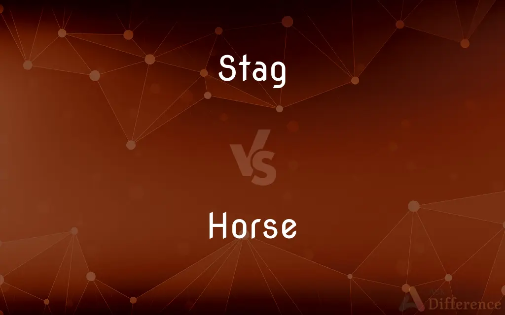 Stag vs. Horse — What's the Difference?