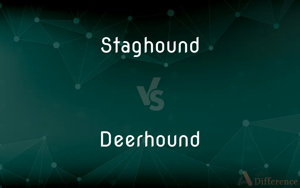Staghound vs. Deerhound — What's the Difference?