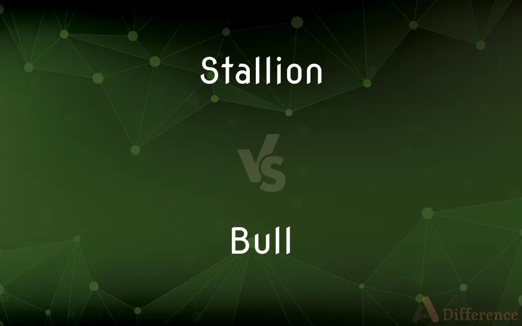 Stallion vs. Bull — What's the Difference?