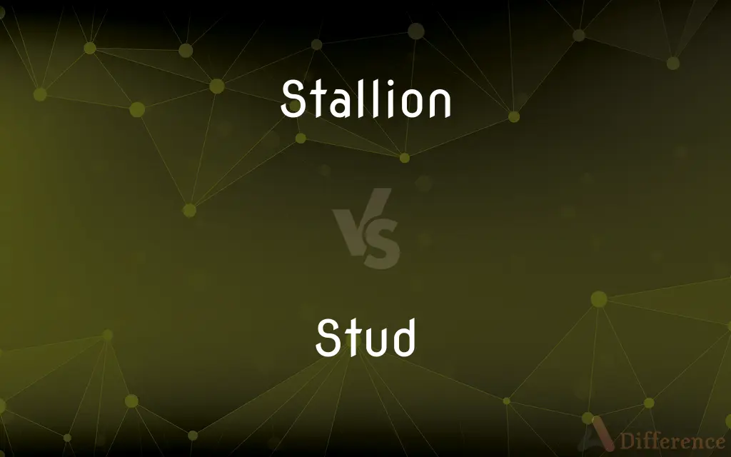 Stallion vs. Stud — What's the Difference?