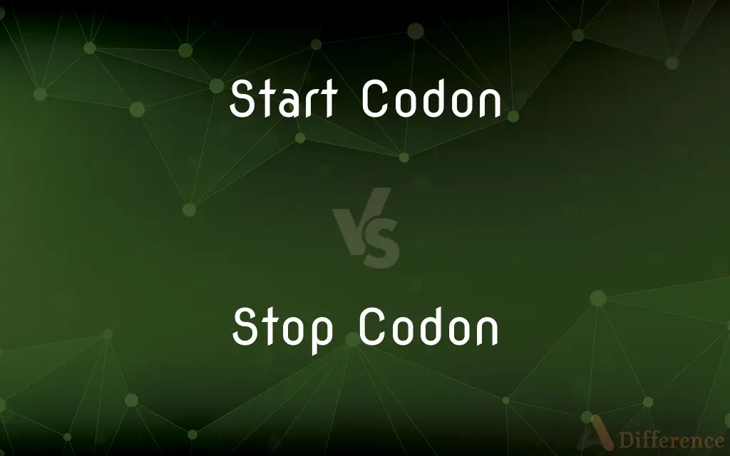 Start Codon vs. Stop Codon — What's the Difference?