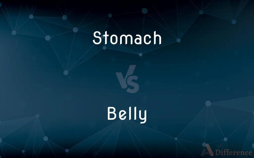 Stomach vs. Belly — What's the Difference?