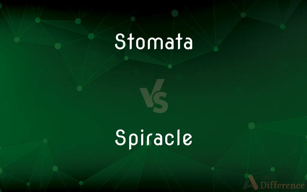 Stomata vs. Spiracle — What's the Difference?