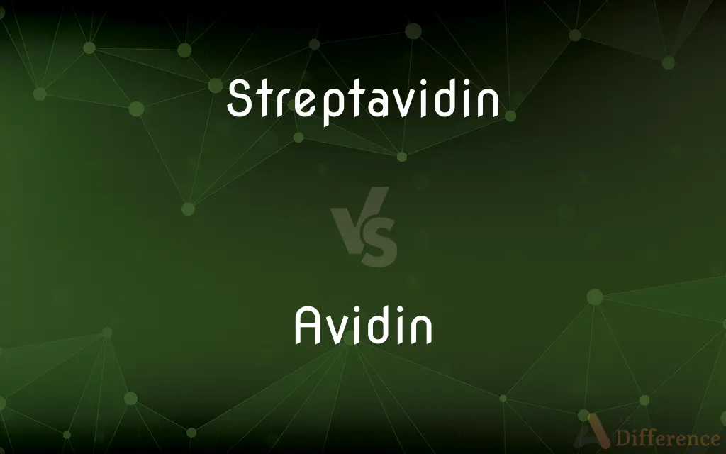 Streptavidin vs. Avidin — What's the Difference?