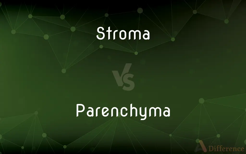 Stroma vs. Parenchyma — What's the Difference?