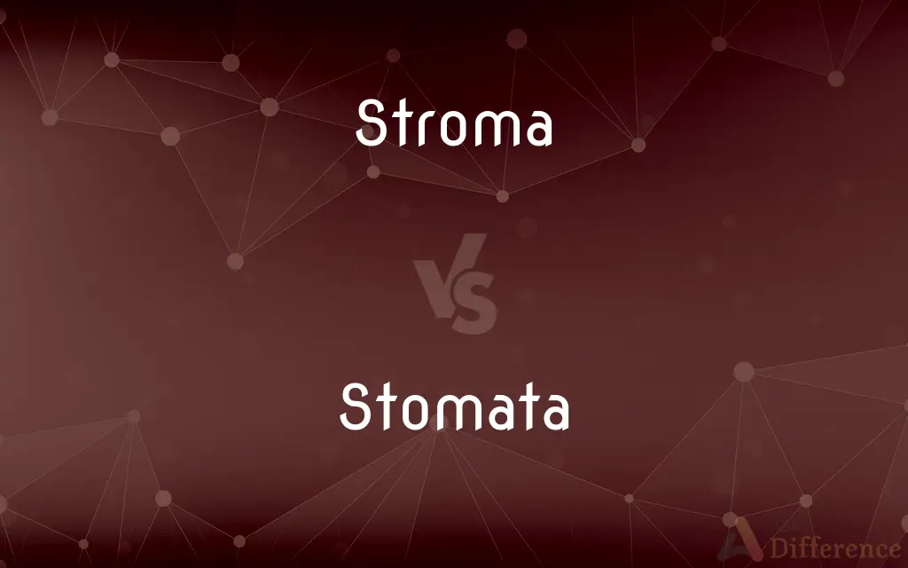 Stroma vs. Stomata — What's the Difference?
