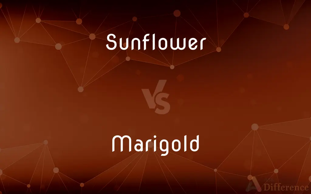 Sunflower vs. Marigold — What's the Difference?