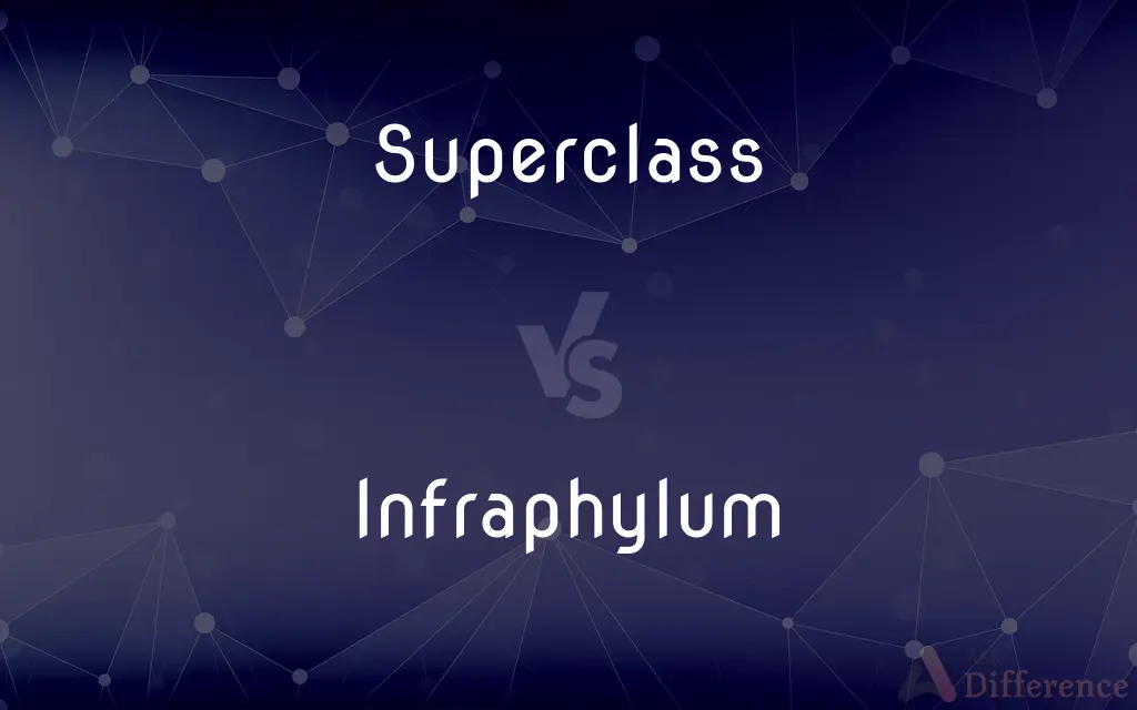 Superclass vs. Infraphylum — What's the Difference?