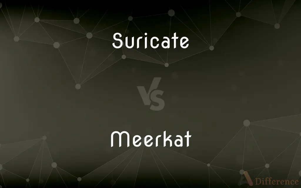 Suricate vs. Meerkat — What's the Difference?