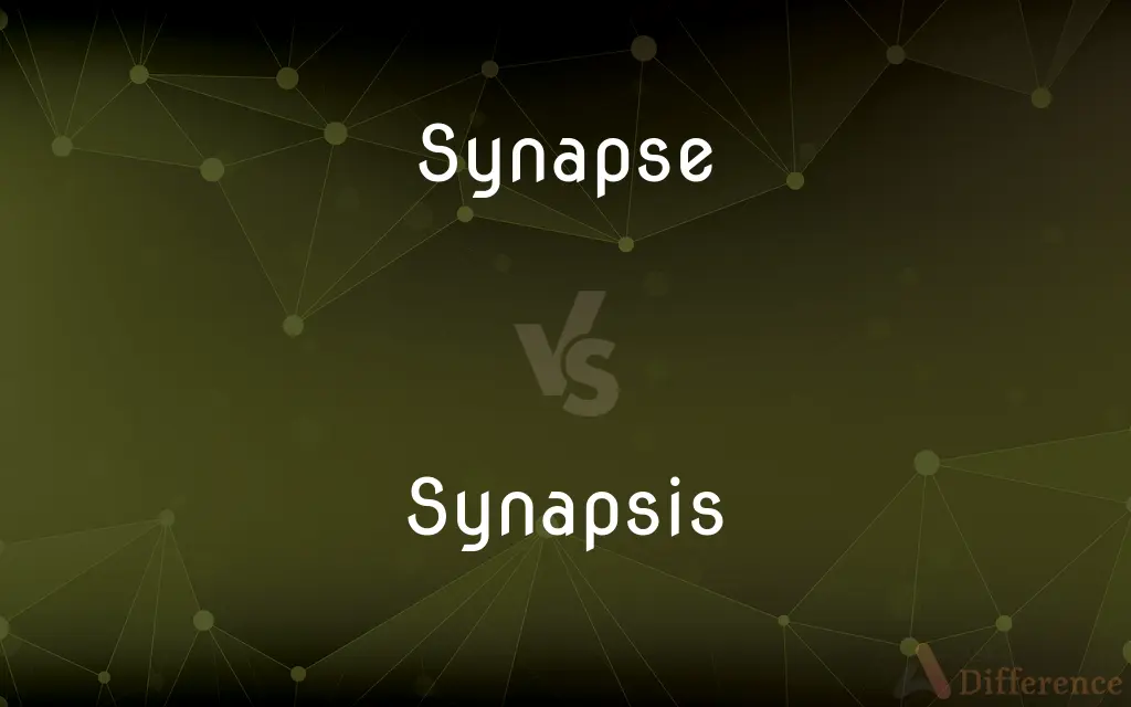 Synapse vs. Synapsis — What's the Difference?