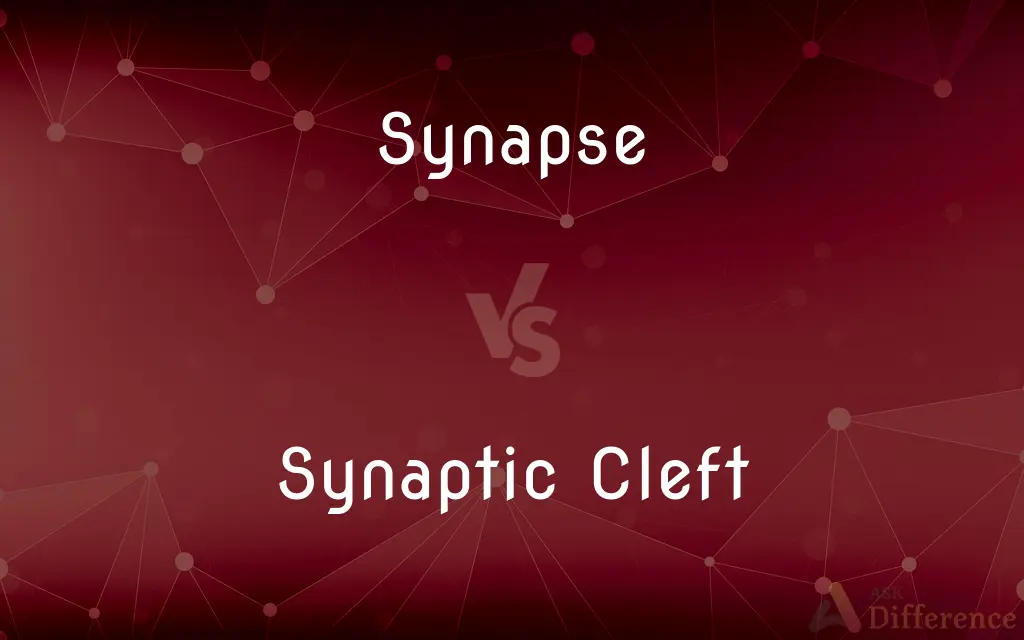 Synapse vs. Synaptic Cleft — What's the Difference?