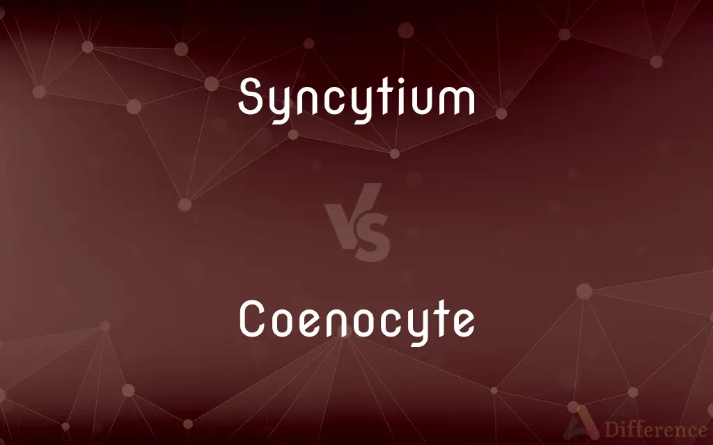 Syncytium vs. Coenocyte — What's the Difference?