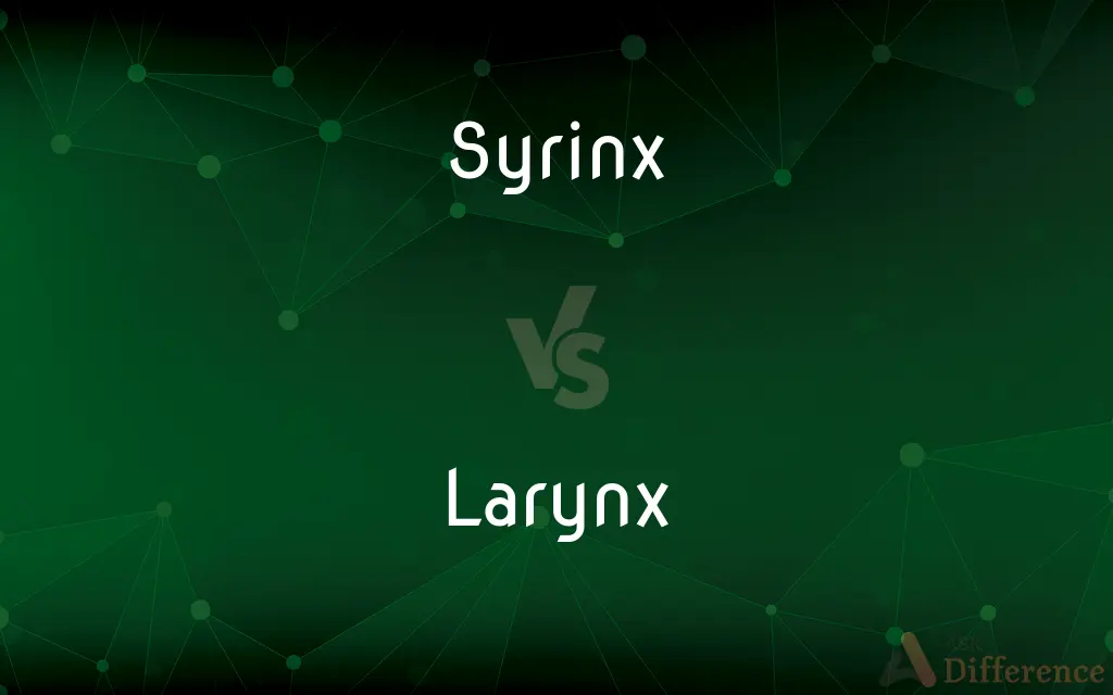 Syrinx vs. Larynx — What's the Difference?