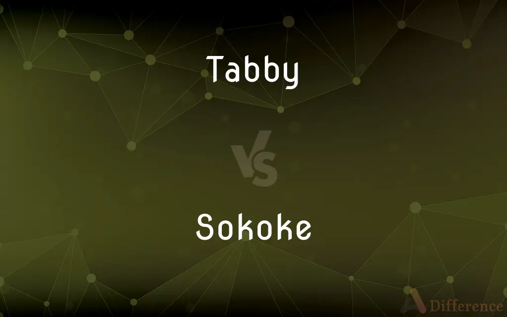 Tabby vs. Sokoke — What's the Difference?