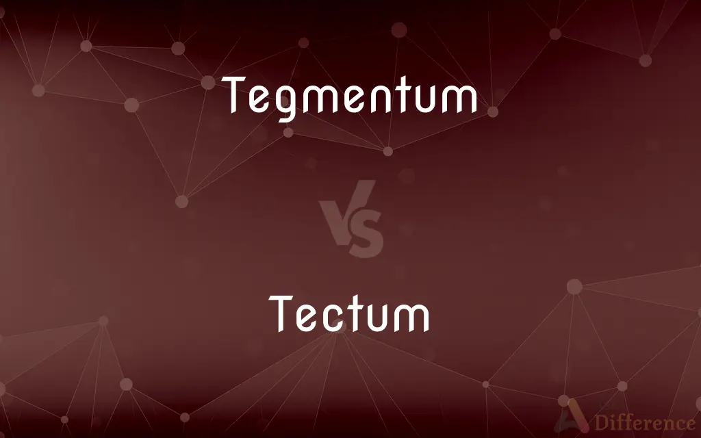 Tegmentum vs. Tectum — What's the Difference?