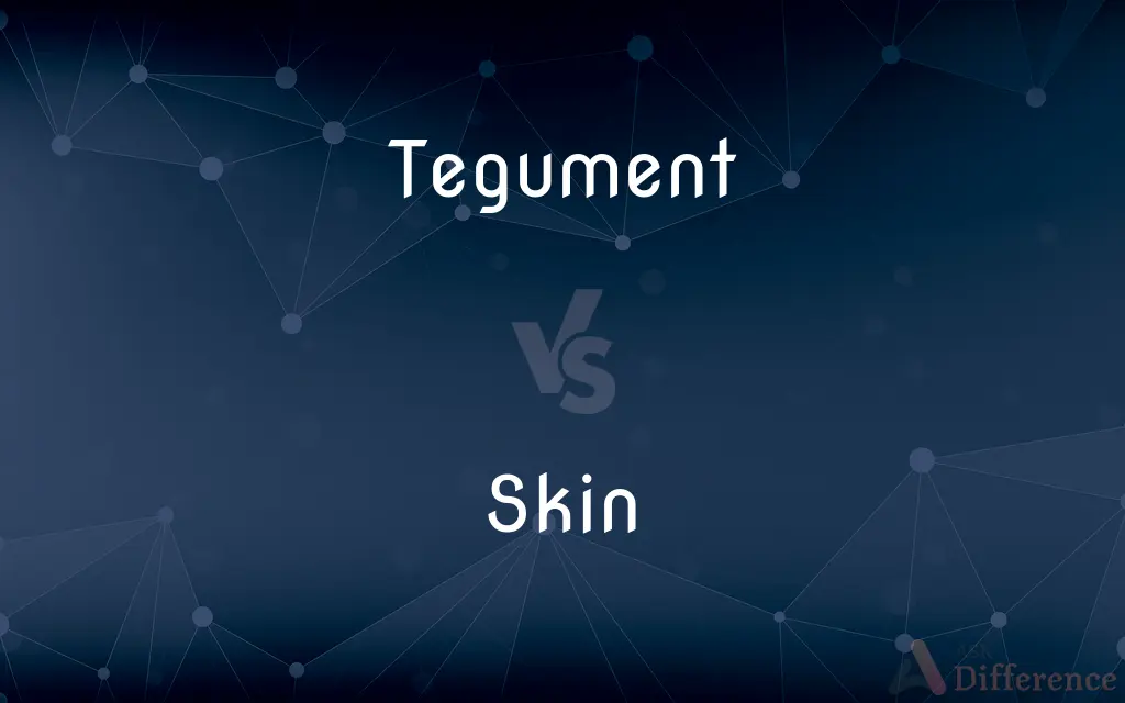 Tegument vs. Skin — What's the Difference?