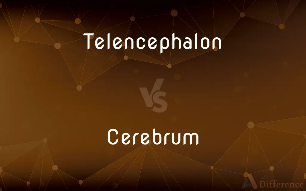 Telencephalon vs. Cerebrum — What's the Difference?