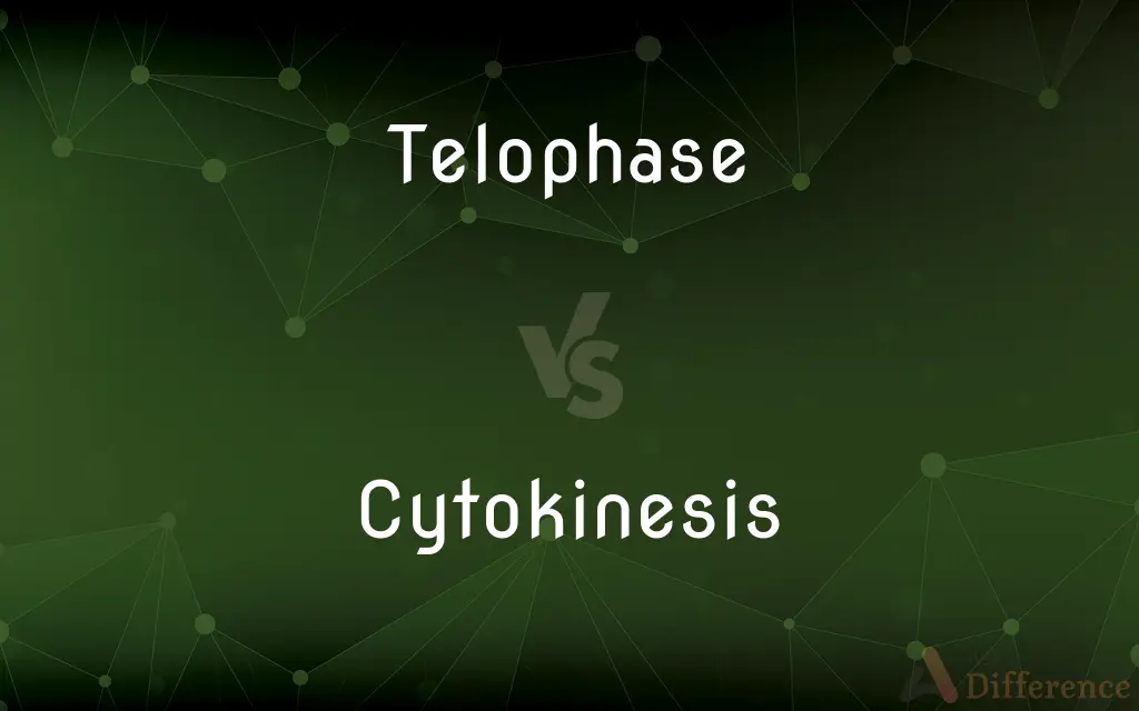 Telophase vs. Cytokinesis — What's the Difference?